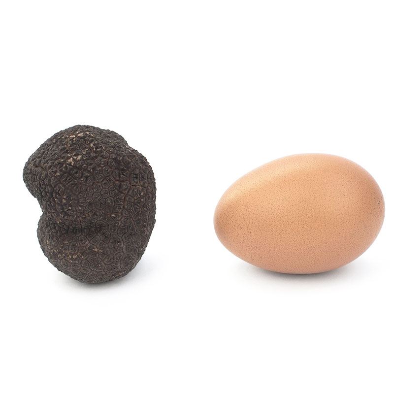 Trufa negra fresca Origen Teruel. 60/70 grs. 