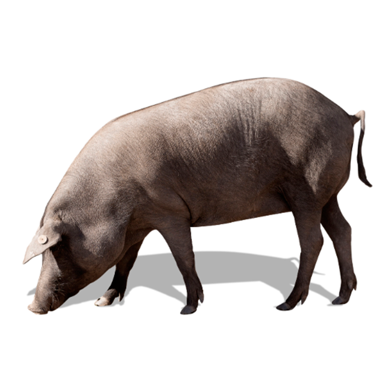 Ib&eacute;ricos de cebo