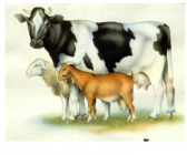 Queso de Mezcla