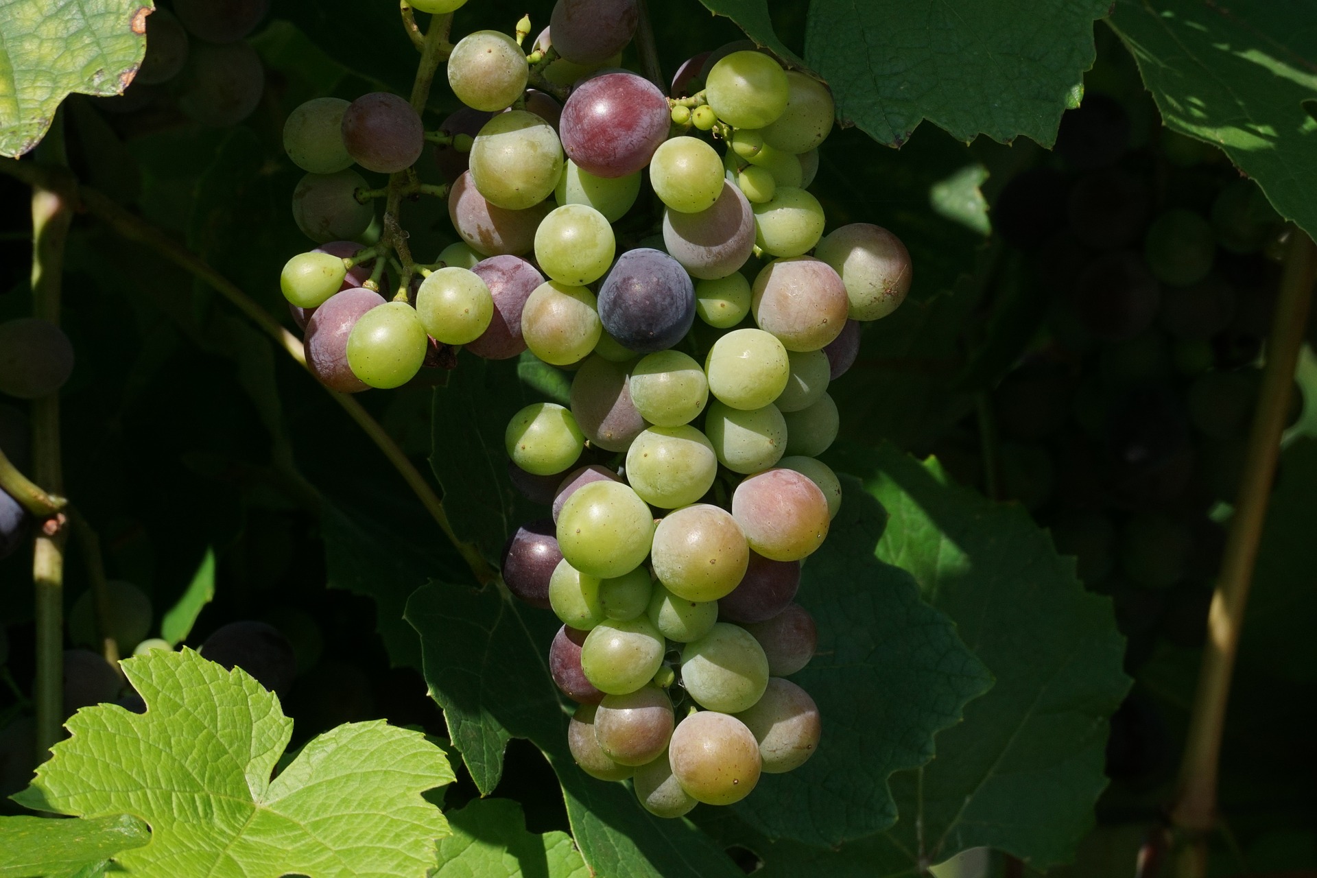 Vino Ecol&oacute;gico