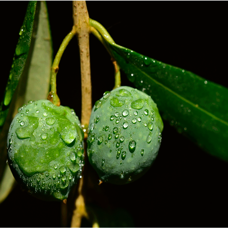 Aceite Ecol&oacute;gico