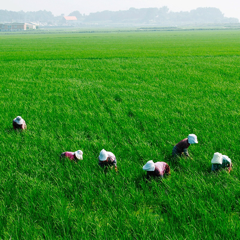 Arroz Ecol&oacute;gico